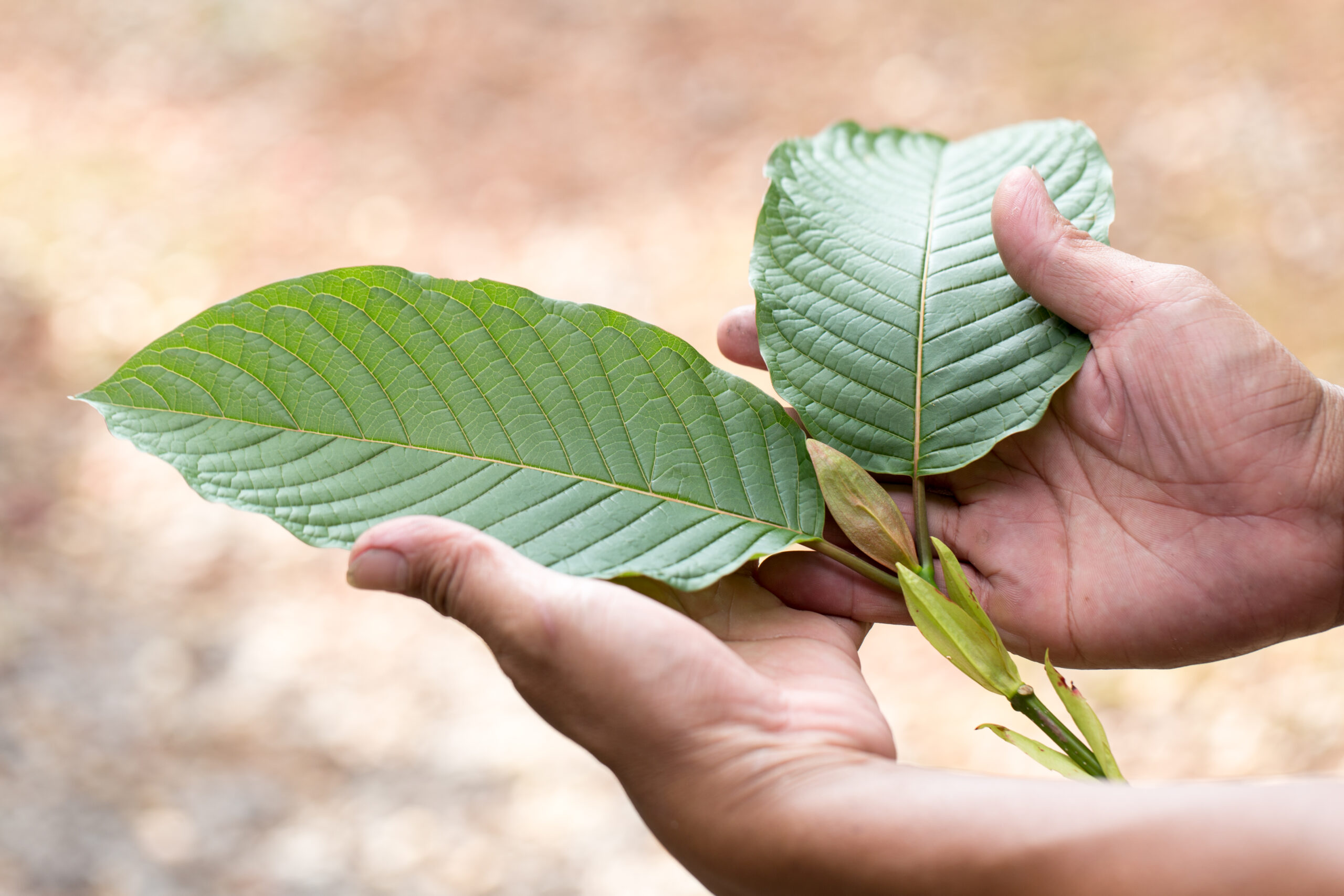 MITRAGYNA-SPECIOSA-KATIES-KRATOM